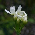 Dionaea muscipula Flor