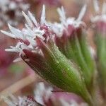 Petasites paradoxus Hábito