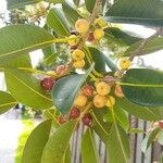 Ficus rubiginosa Fruit