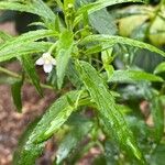 Epilobium coloratum Leaf