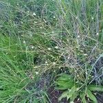Chlorophytum zavattarii Kukka
