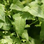 Maurandya barclayana Hoja