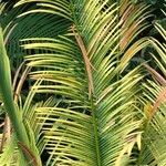 Cycas panzhihuaensis 形態