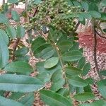 Zanthoxylum rhoifolium अन्य