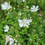 Rubus argutus Flor