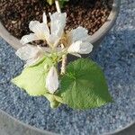 Sparrmannia africana ഇല