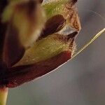 Carex pilulifera ശീലം