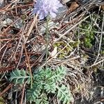 Scabiosa canescens Fuelha