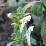 Stachys recta Flower