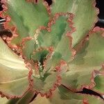 Echeveria shaviana Blad