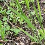 Bromus sterilis Leaf