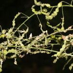 Desmodium procumbens Fruit