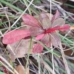 Euphorbia biumbellata Folha