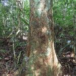 Cojoba catenata Hábito