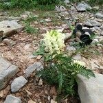 Pedicularis comosa Flor