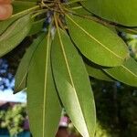 Manilkara zapota Blatt