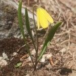 Fritillaria pudica 花