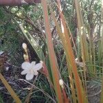 Libertia peregrinans Flower