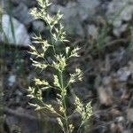 Agrostis stolonifera 花