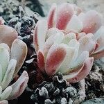 Sedum oblanceolatum ᱥᱟᱠᱟᱢ