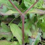 Valeriana locusta 樹皮