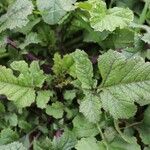 Brassica juncea पत्ता