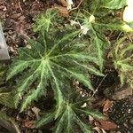 Begonia heracleifolia 叶