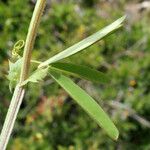 Vicia bithynica Φύλλο