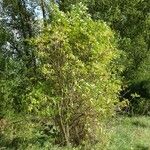 Sambucus racemosa ശീലം