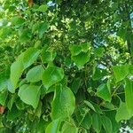 Cinnamomum camphora List