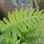 Polypodium interjectum ഇല