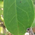 Holboellia coriacea Leaf