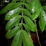 Inga densiflora Leaf