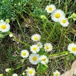 Erigeron annuus Συνήθη χαρακτηριστικά