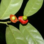 Heisteria costaricensis Fruit