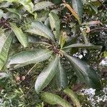 Buchanania arborescens Hostoa