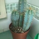 Pilosocereus pachycladusبرگ