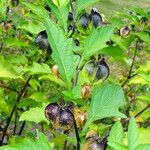 Nicandra physalodes Blatt