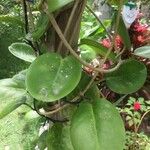 Hoya australis Fuelha