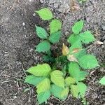 Toxicodendron radicans Ліст