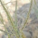 Dichanthium annulatum Flower