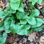 Arum cylindraceum Hoja