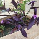 Tradescantia pallidaFlower