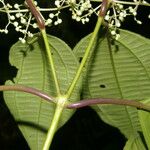 Miconia centrodesma Deilen