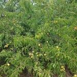 Prunus rivularis Habit