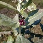 Calotropis gigantea Flor