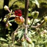 Scrophularia scorodonia Flower