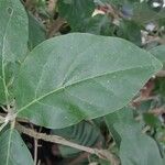 Juanulloa mexicana Hoja