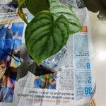 Philodendron brandtianum 葉