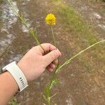 Polygala lutea Flor